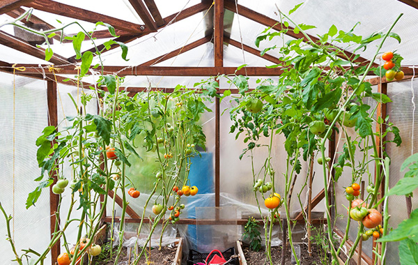 Recycle Window Glass Or Door Glass - Burano Doors