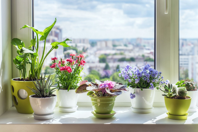Various potted plants getting sunlight on a windowsill