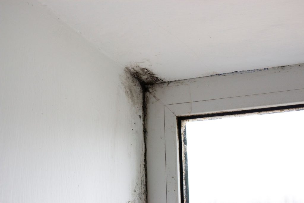 Black mould on the edge of a window frame due to window condensation