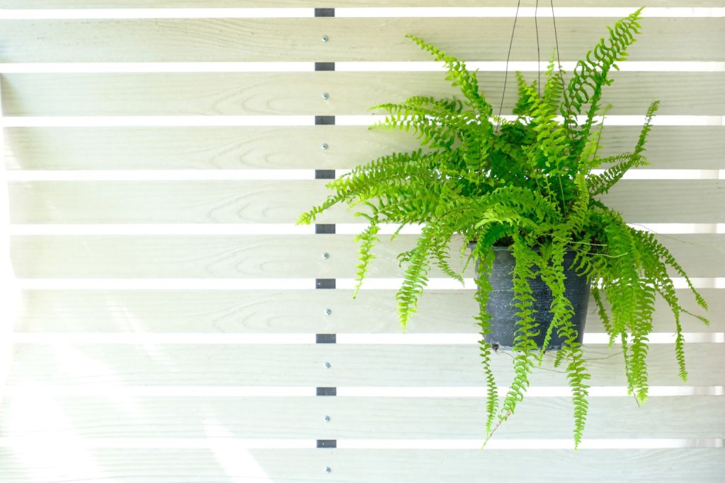  Boston fern on a hanging basket 