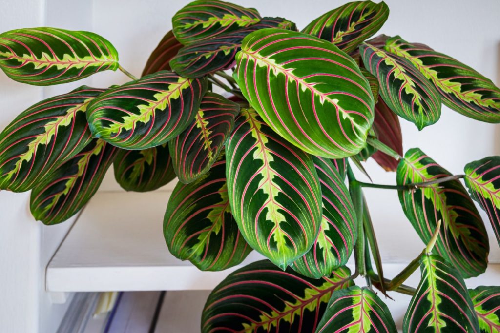A foliage of prayer plant leaves 