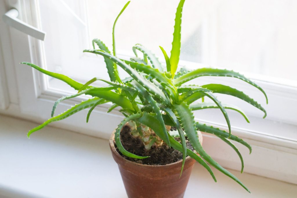 A potted spiky aloe vera sitting on a window sill 
