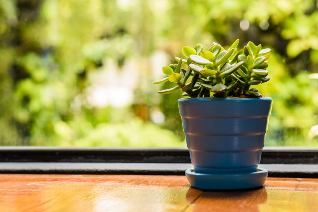  A small jade plant placed in front of a window 
