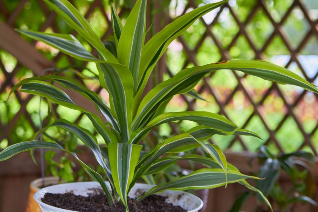 Mass cane plant in an outdoor garden 