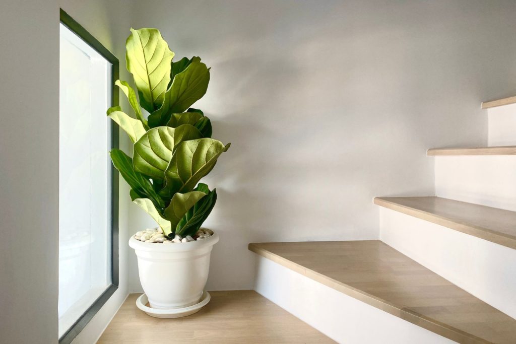  A tall potted fiddle leaf fig plant placed beside a picture window in a stairwell 